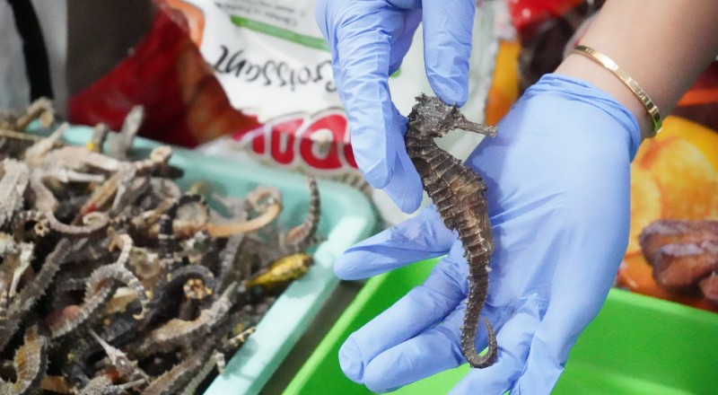 Lindungi Biota Laut, Karantina Kepri Bersinergi Amankan Kuda Laut Kering